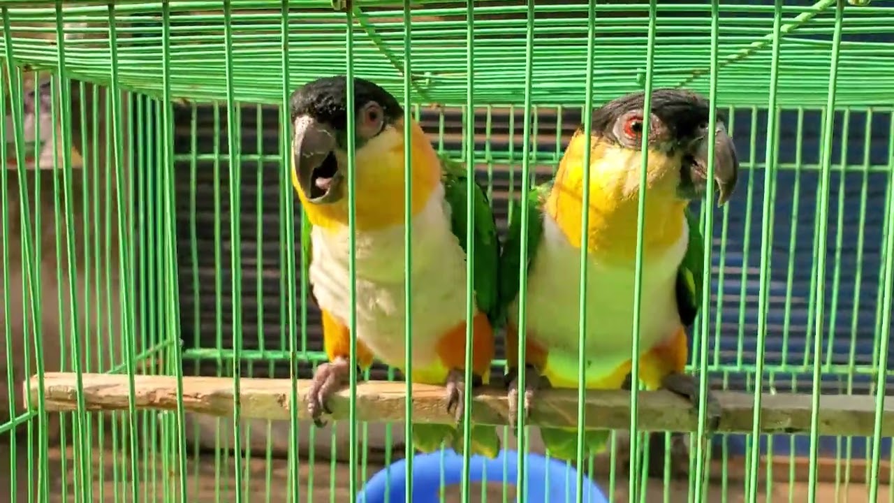 Black-Headed Caique Parrots | Popular Exotic Pet Birds 