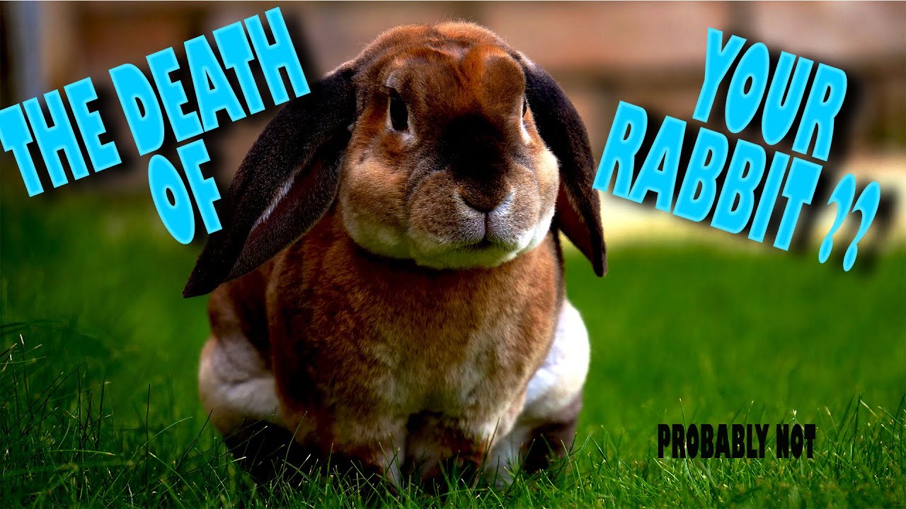 What is Rabbit Hemorrhagic Disease (RHDV) and should you be worried?