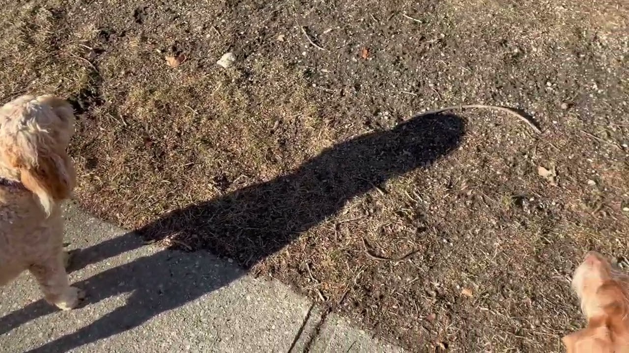 Afternoon play