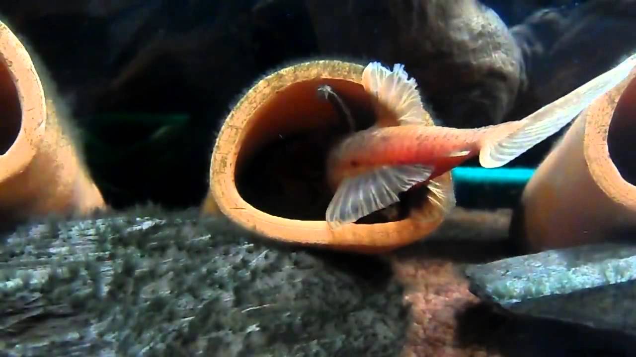 Ancistrus sp.