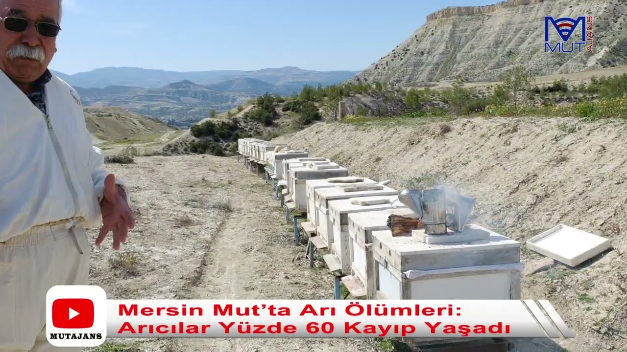 Mersin Mut’ta Arı Ölümleri: Arıcılar Yüzde 60 Kayıp Yaşadı