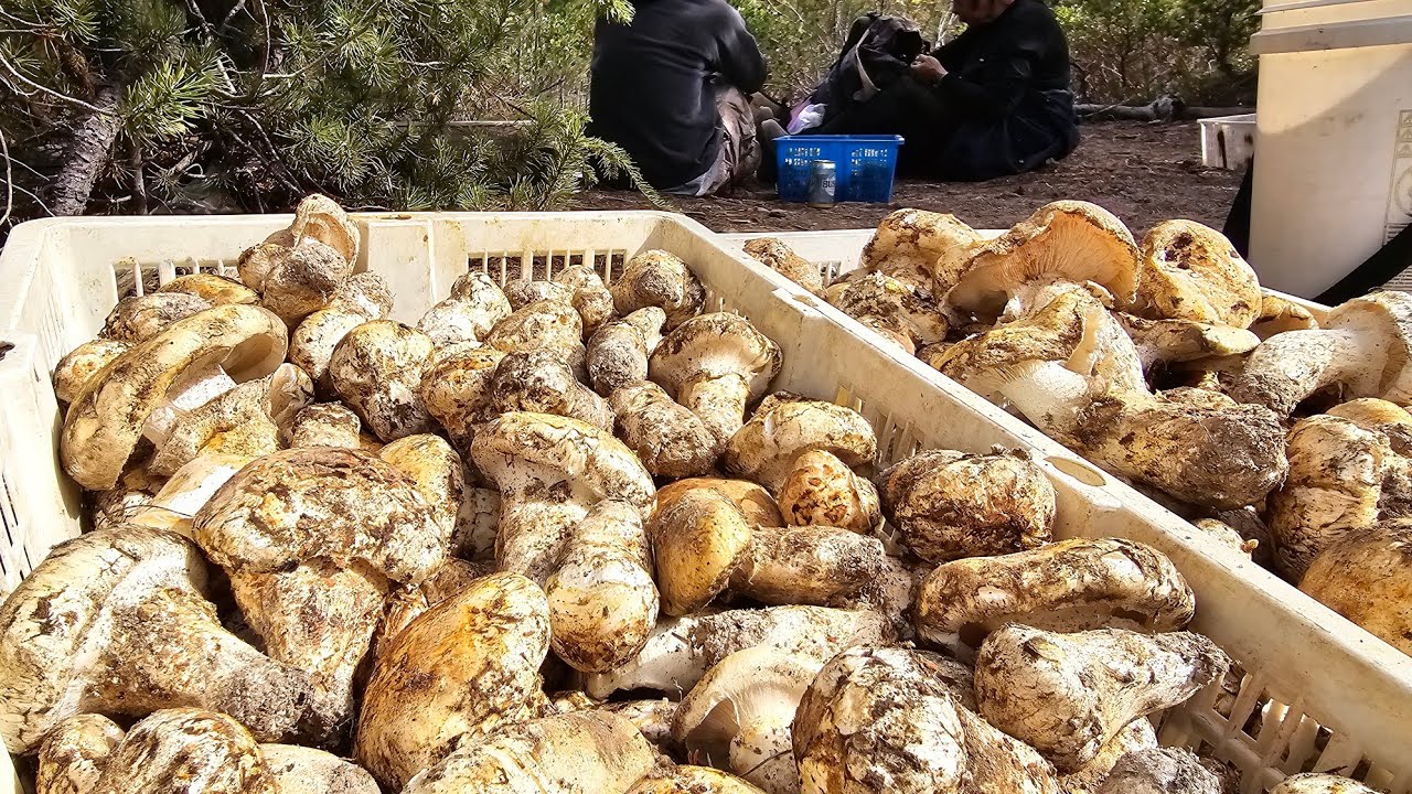 Pine Mushroom Foraging. Chemult,Oregon. Day 8