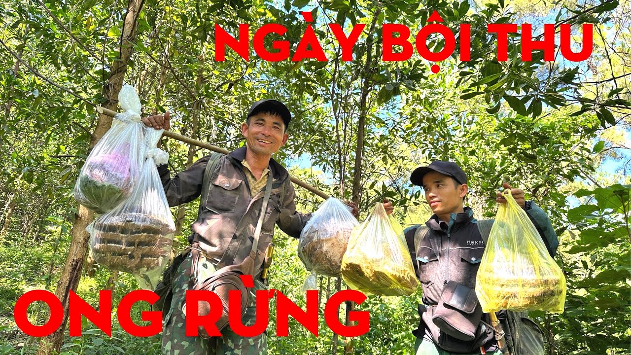 MỘT NGÀY BỘI THU ONG RỪNG -TỰ THỢ RỪNG 