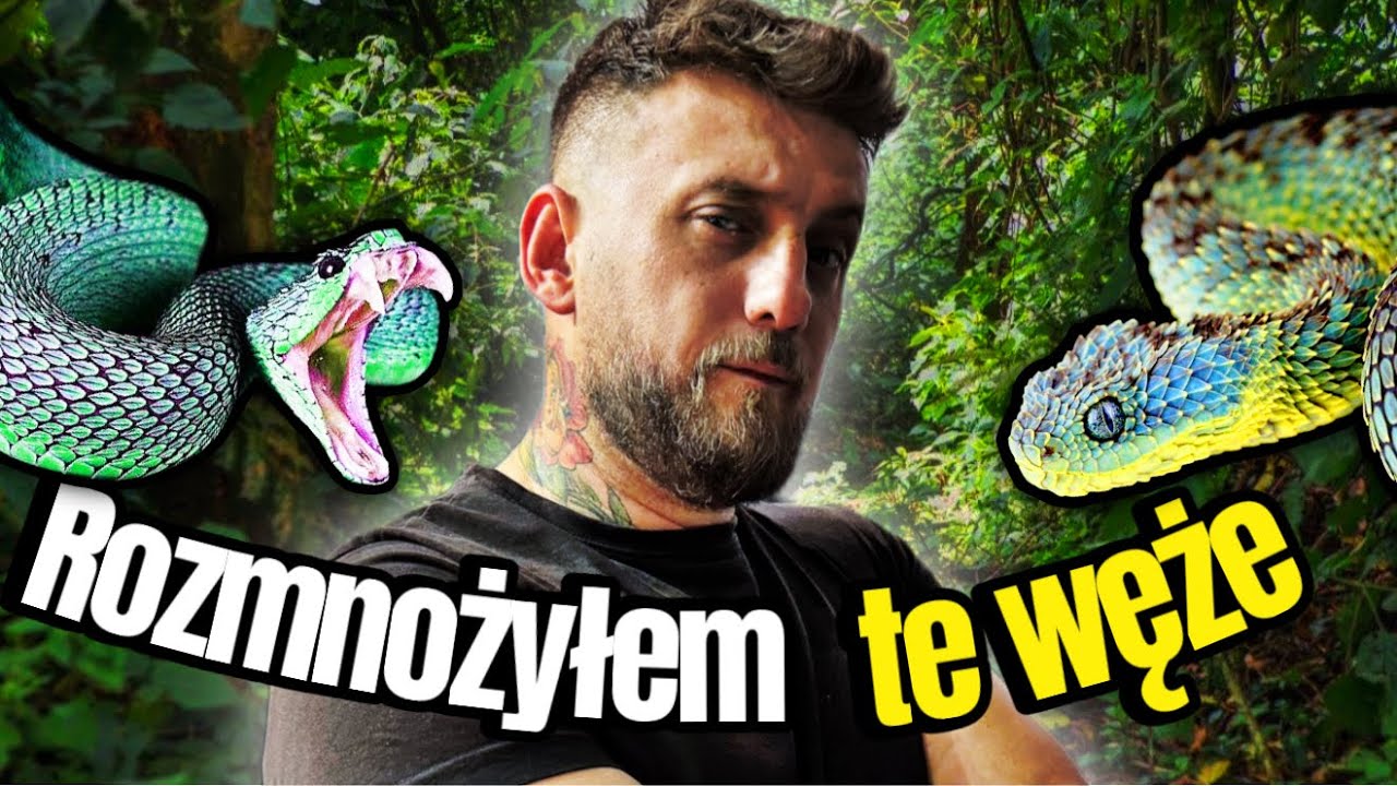 TAK JEST‼️ Nowe JADOWITE Węże W Naszym Zoo‼️