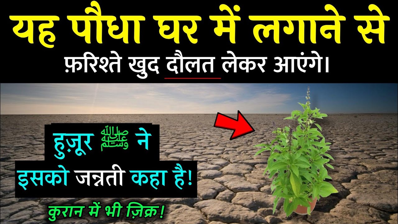 यह पौधा घर में लगाने से रिज्क में बरकत होगी ? Holy Basil Plant In Islam || Noore hadees