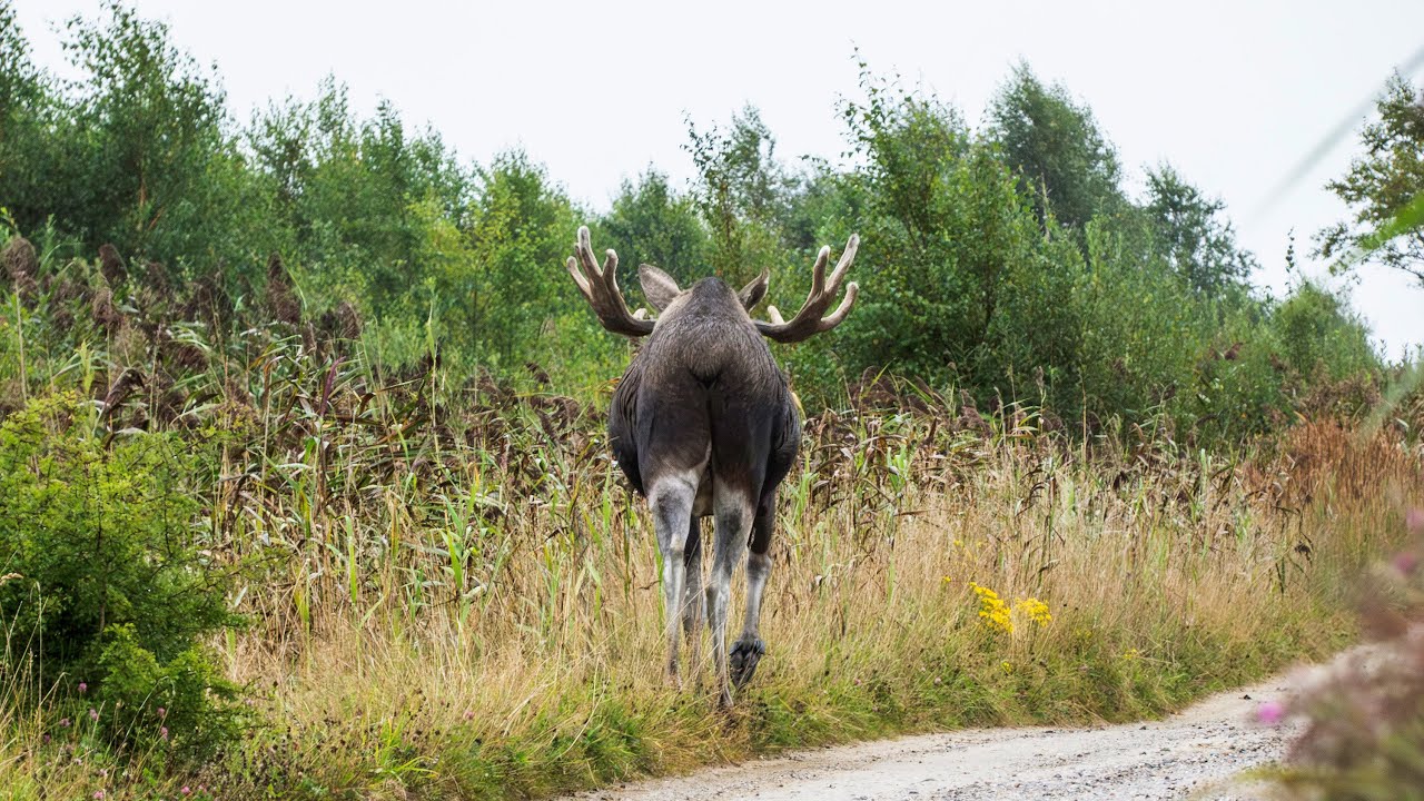Lille Vildmose   Mulbjerge  Wildlife