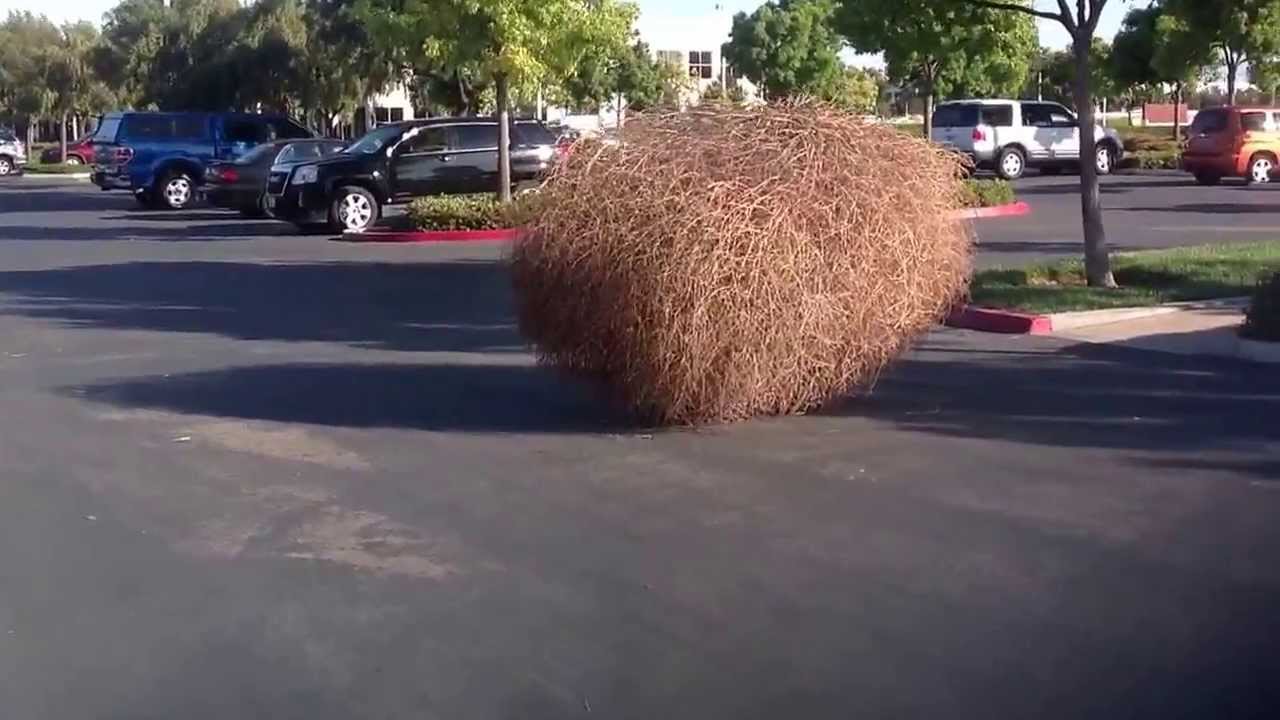 Killer tumbleweed at Kofax
