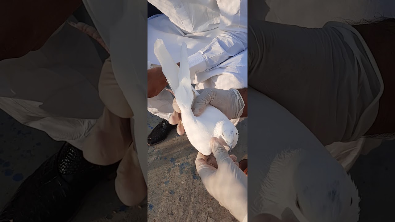 Ustad Mithu Lali aur Ustad Hassan Lali Saqi Gujjar Of Sargodha Ki Chat Par Shoq Karte Hue