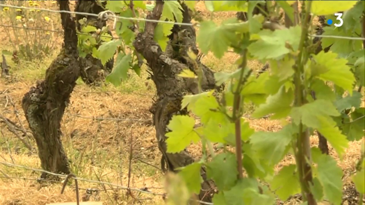 Les vins moelleux pourront b&eacute;n&eacute;ficier de l'appellation Vir&eacute;-Cless&eacute;
