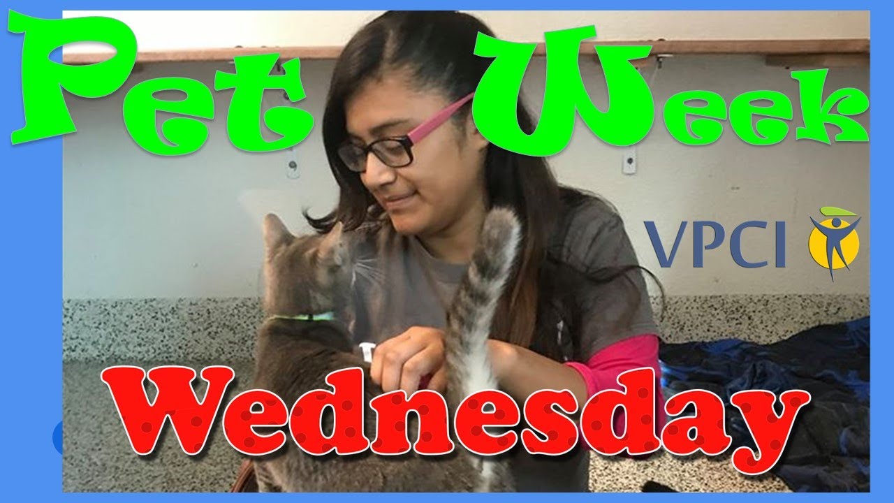 Pet Week Wednesday Slide Show part 1 / Vocation Plus Connections