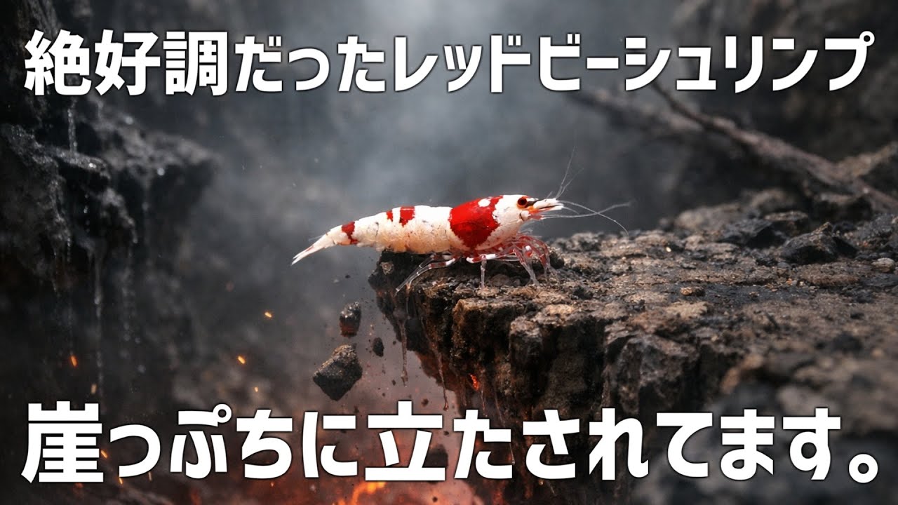起死回生します。崖っぷちに立たされたレッドビーを救う最強の一手を。#774【アクアリウム】