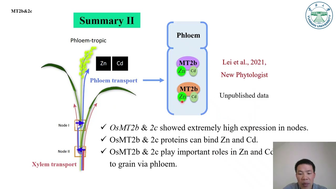 Breeding for low-Cd and high-Zn crops to enhance mineral security and grain quality