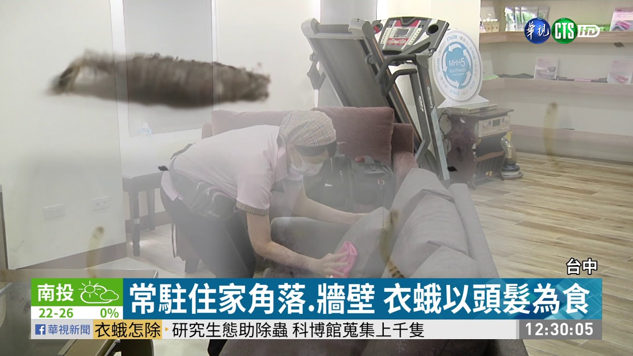 家中衣蛾怎消除? 科博館:改善環境｜華視新聞 20210209