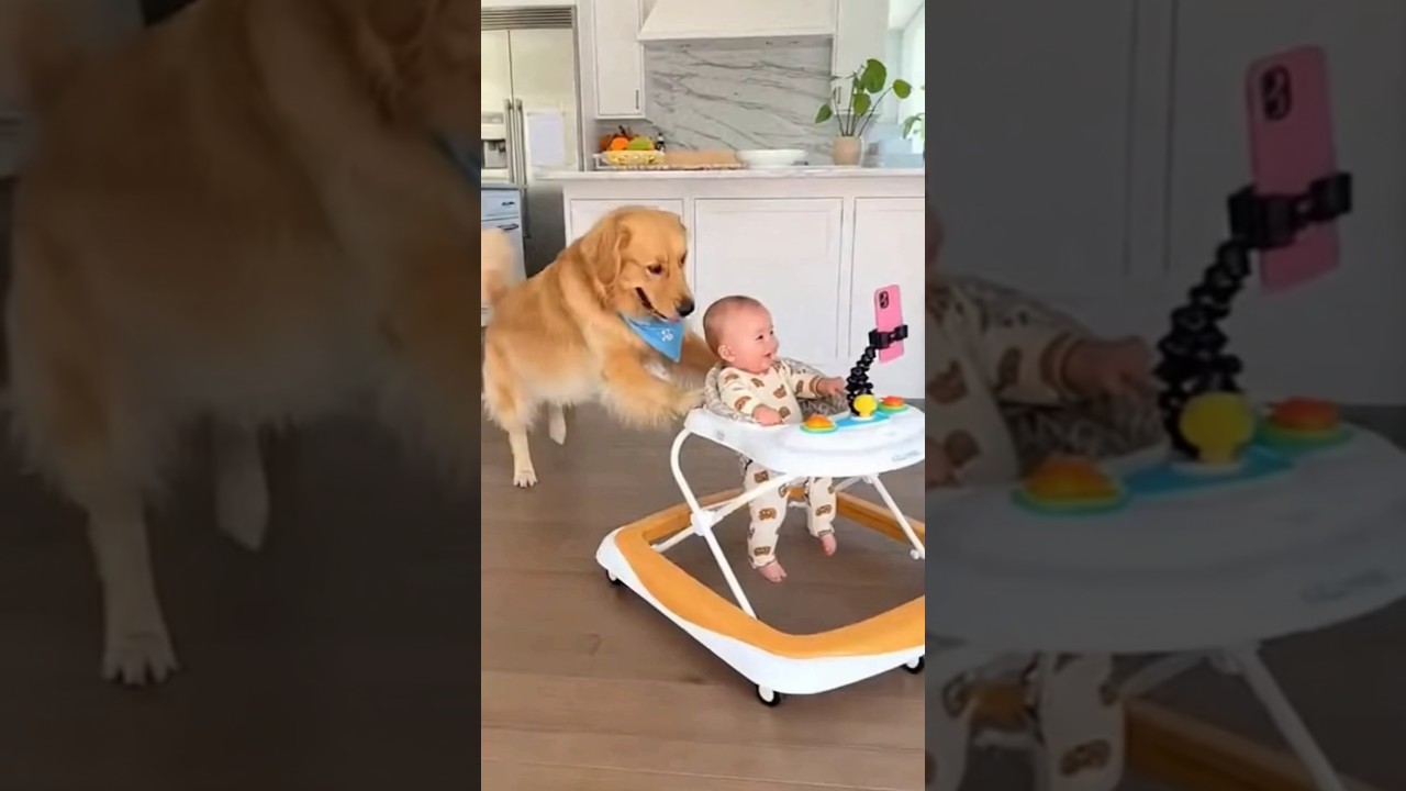 Baby streamer with Dog best friend on the move, live stream, vlogger 