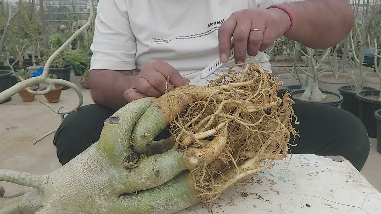 #व्यूअर्स अडेनियम प्लांट की रूड कटिंग कियू करते है 