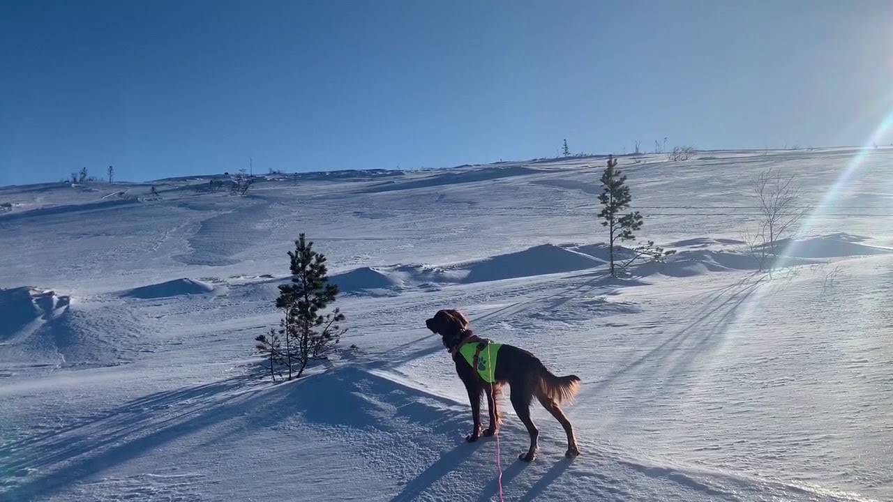 Novas første vinter - Trening av fuglehund