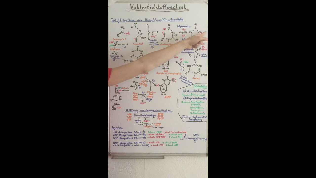 PURIN- und PYRIMIDINSYNTHESE VERSTEHEN (Nukleotidstoffwechsel Teil 2) - Biochemie Now