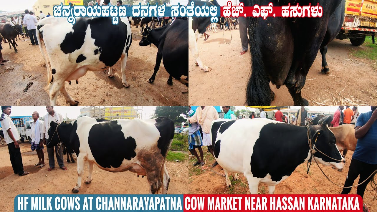 HF Cow for Sale at Channarayapatna Cow Market Near Hassan Karnataka | Cow in Indian Cow Market