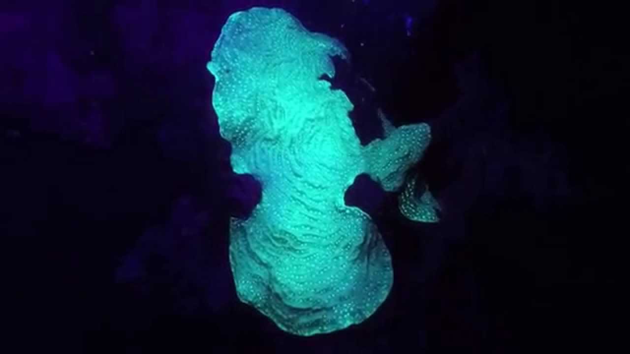Wonders of UV Diving - A Look at Fluorescence Underwater