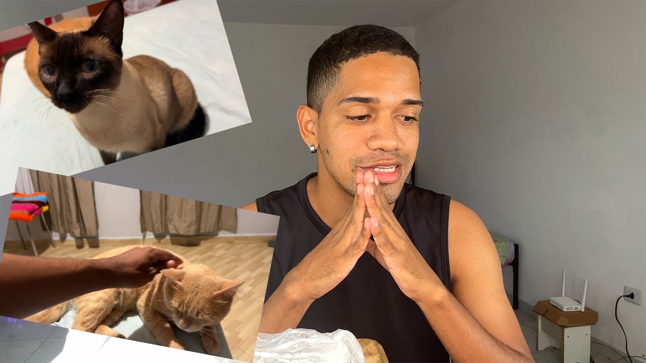 OS GATOS VÃO FICAR COM MINHA FAMILIA