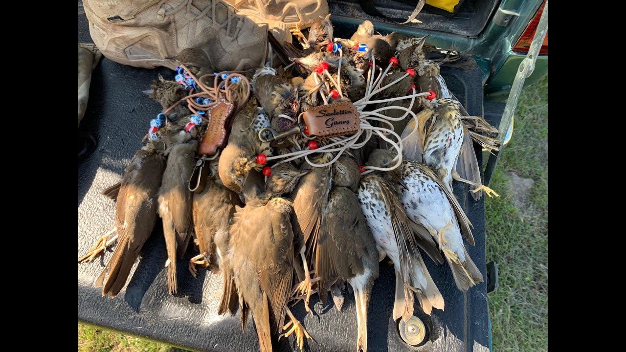 Turdus (Thrush-Zorzales-) Hunting in Cyprus - Kıbrıs ta Cikla Avı 2022-5