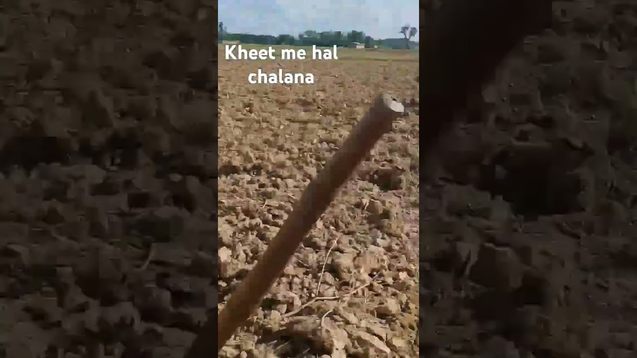 #kheet me#hal chalana #viral shot video  #jk farming vlog*11