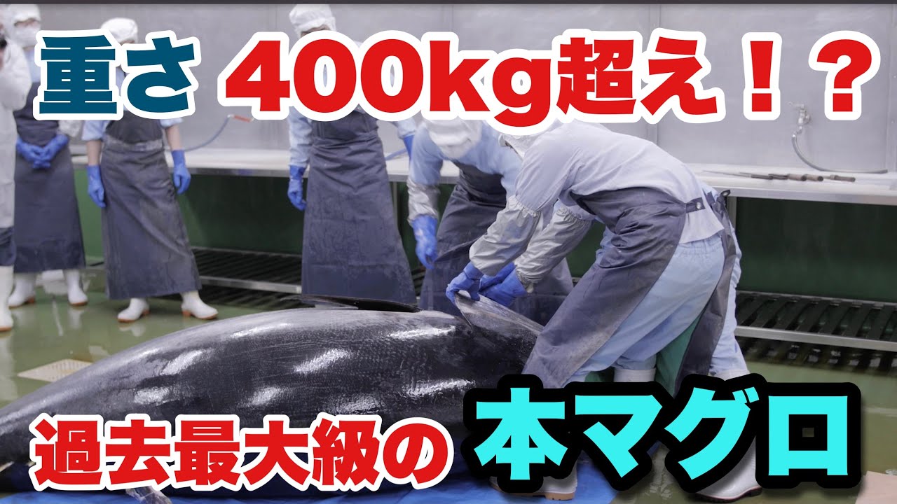 【過去最大級！？】那智勝浦で水揚げされた400kgオーバーの超巨大マグロを解体
