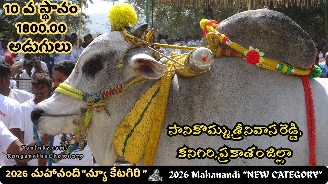 2026 #mahanandi NewCategory #ongolebullsshow 10th Place SAANIKOMMU SRINIVASA REDDY, Kanigiri