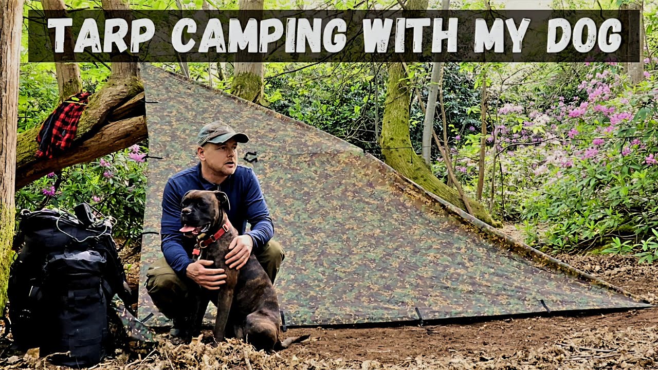 Tarp Camping With My Dog | Trangia Cooking | Boxer Dog Goes Camping in the Forest