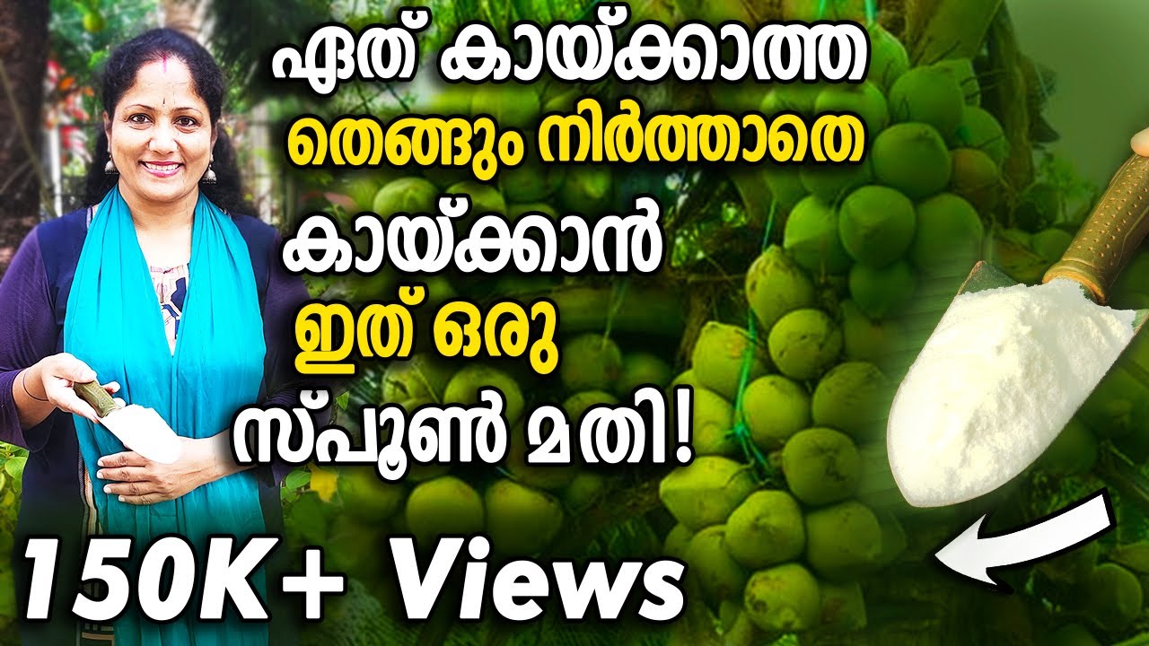 ഏത് കായ്ക്കാത്ത തെങ്ങും നിർത്താതെ കായ്ക്കാൻ ഇത് ഒരു സ്പൂൺ മതി! Use Boron for BEST Yield of Coconut!