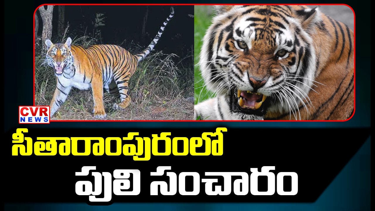 సీతారాంపురం పోలీస్ స్టేషన్ పరిధిలో పులి సంచారం | Tiger In Seetharampuram | CVR News
