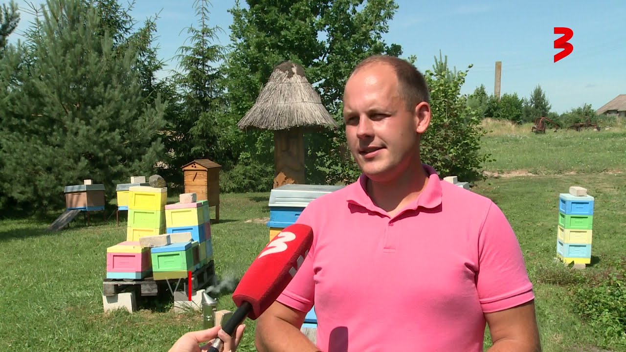 Brolių bitės