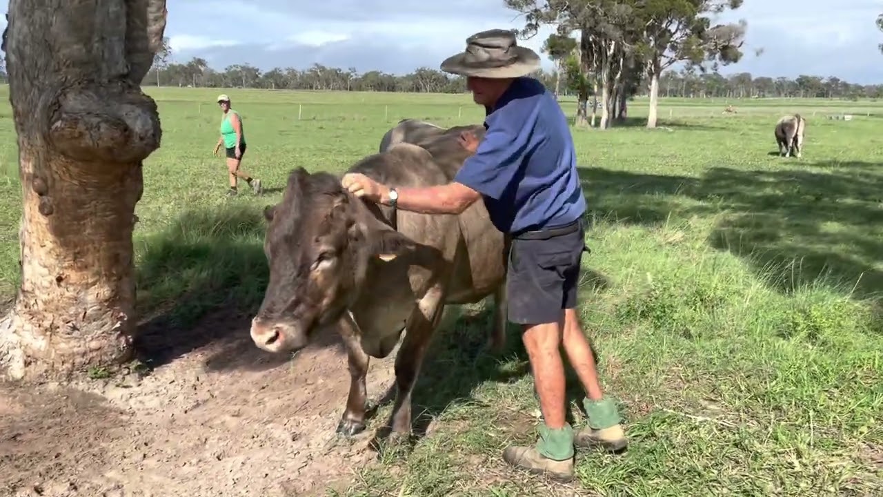 Rosebay Bazadais Stud