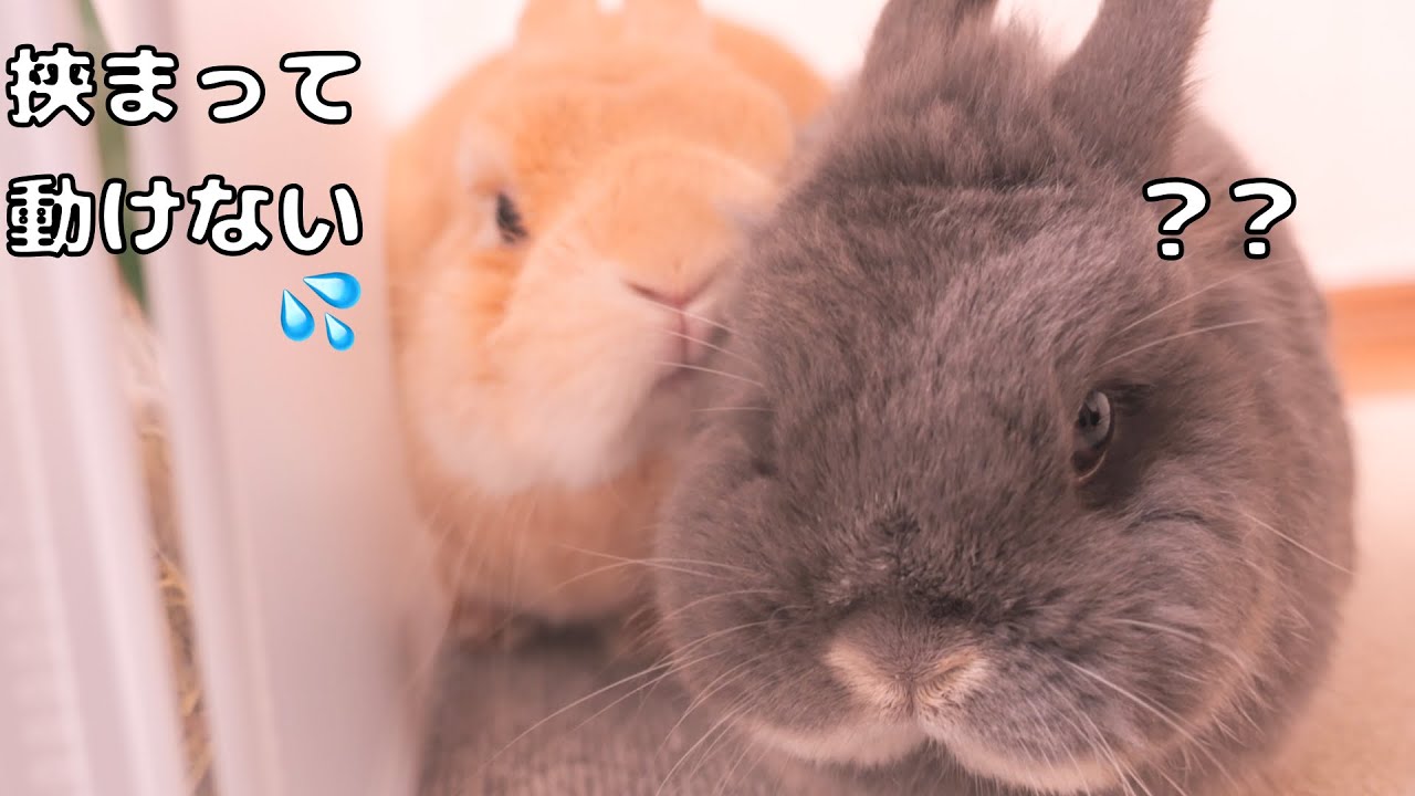 ミミに挟まれて身動きが取れないムギが可愛かったです【No.1724】
