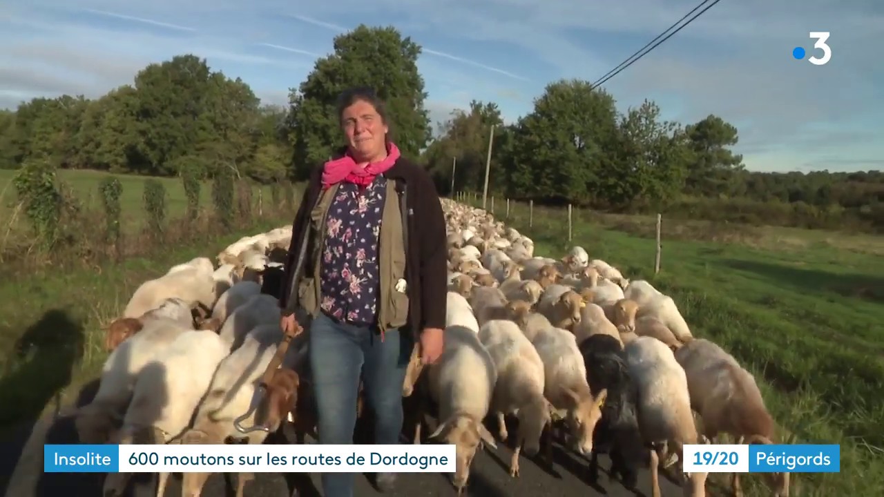 La transhumance des moutons dans la Double