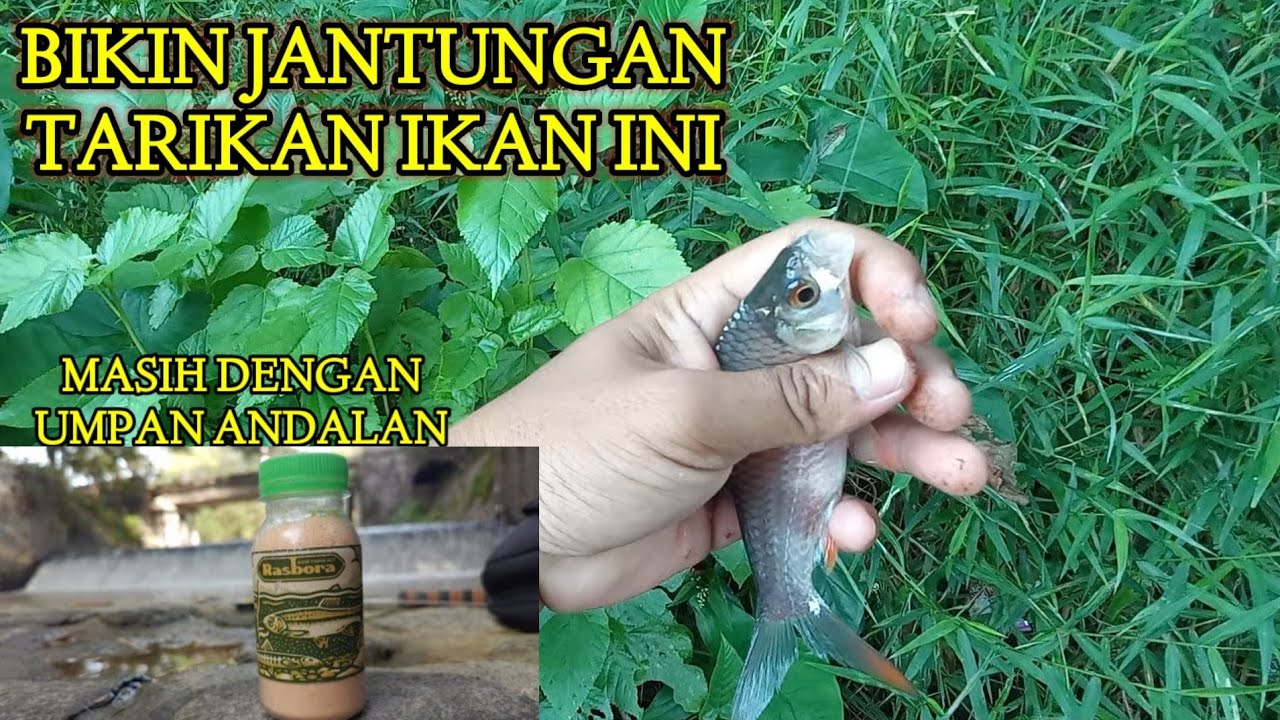 Test Umpan Jitu Rasbora di Spot Baru.. Ternyata Ampuuuuh || Tawes Yang Nyambar