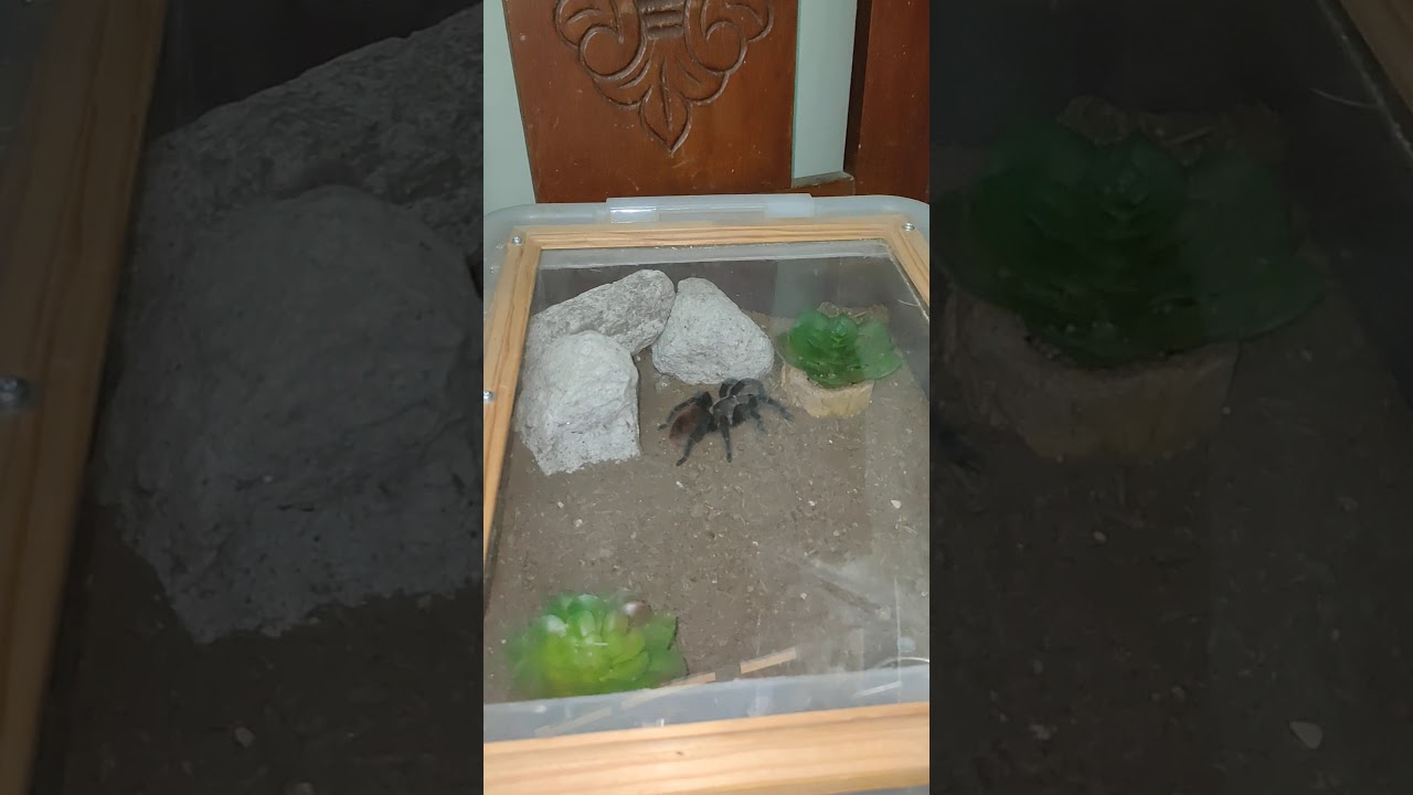 My first pet Tarantula! (Inspired by Exotic Lair)