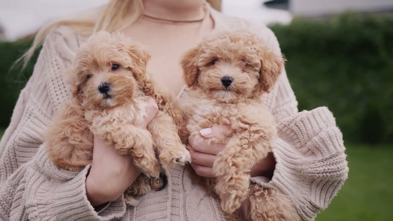 Adorable Puppies