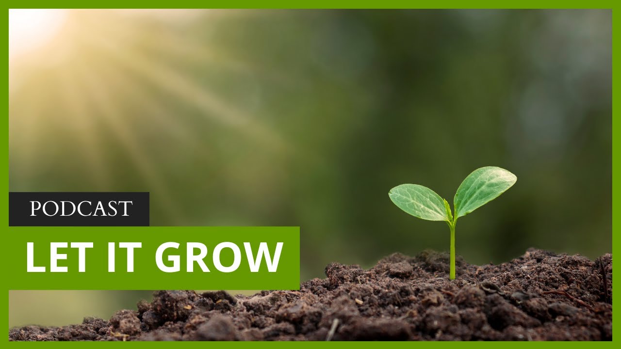 Natural forest regeneration's amazing power