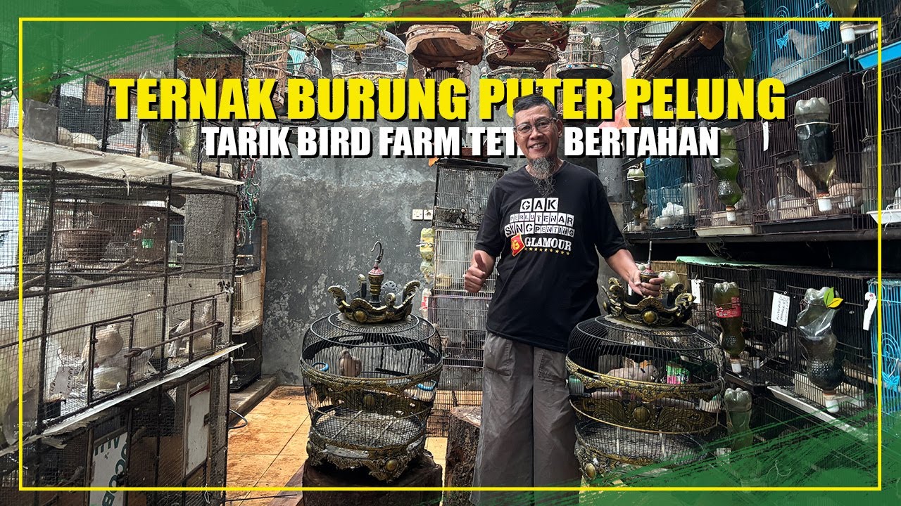TREND PUTER PELUNG MENURUN, BERTAHAN KARENA HOBI BUKAN HANYA SEKEDAR UANG