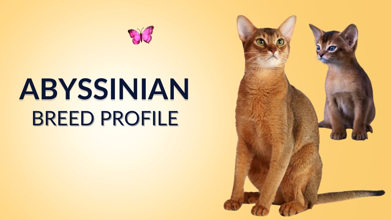 Abyssinian Cat Breed Profile History - Price - Traits - Grooming Needs - Lifespan