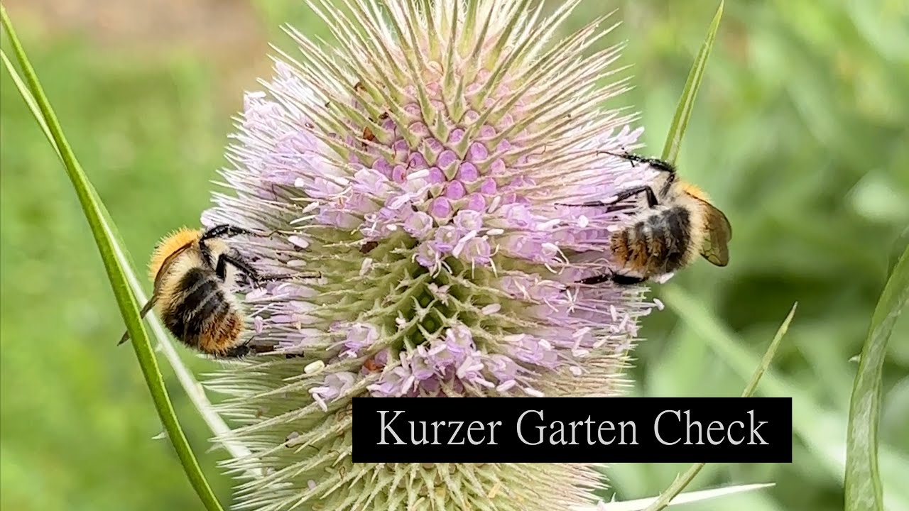 Garten Check im Juli 25