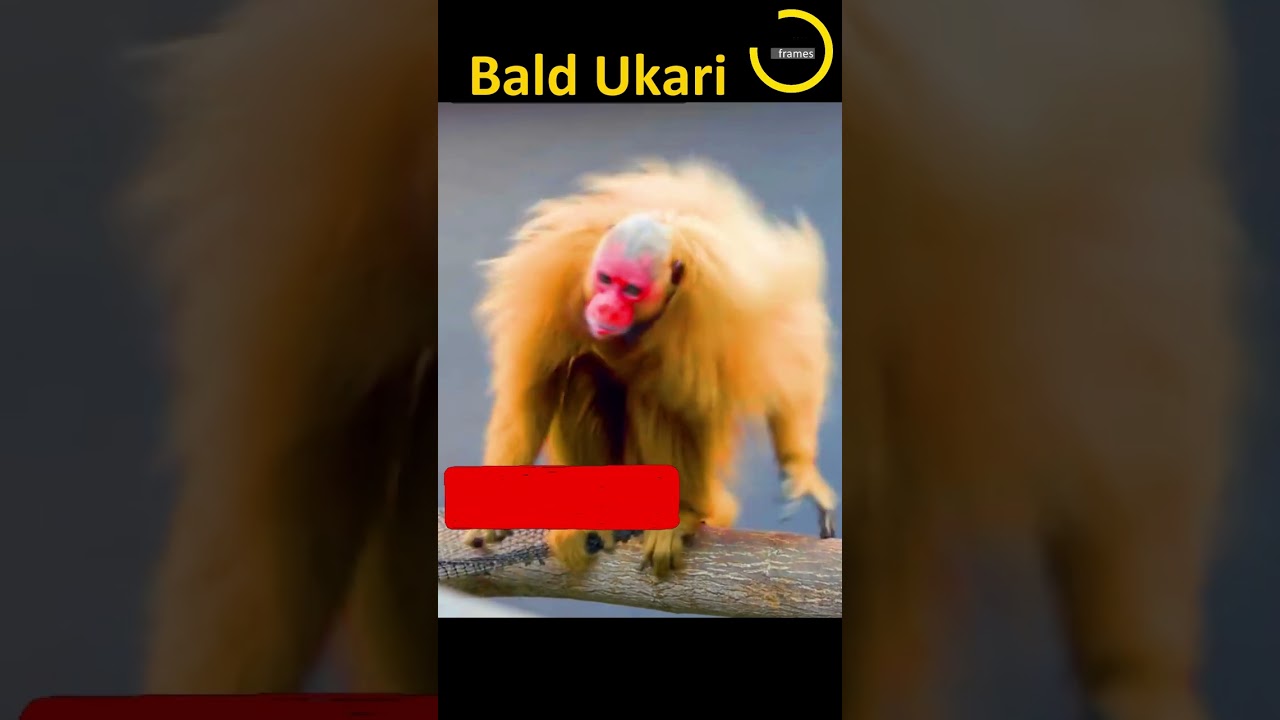 Laugh a lot with Bald Ukari