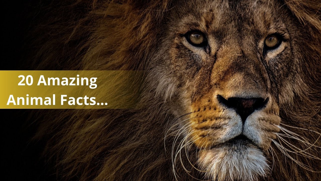 Top 20 Amazing Animal Facts You Didn’t Know!