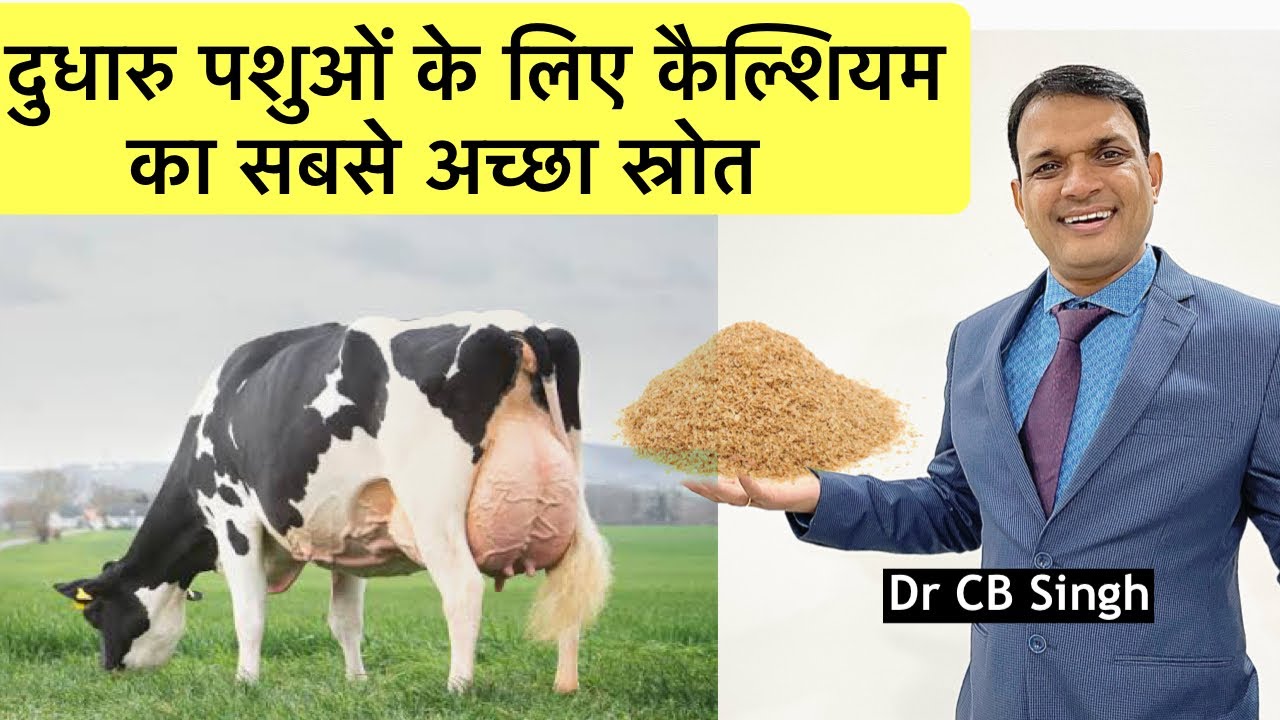 दुधारु पशुओं के लिए कैल्शियम का सबसे अच्छा स्रोत | Dairy Farm | Dr CB Singh | @DairyUstaad