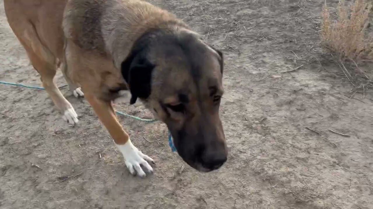Daisy@Landracefarmlgdrescue 