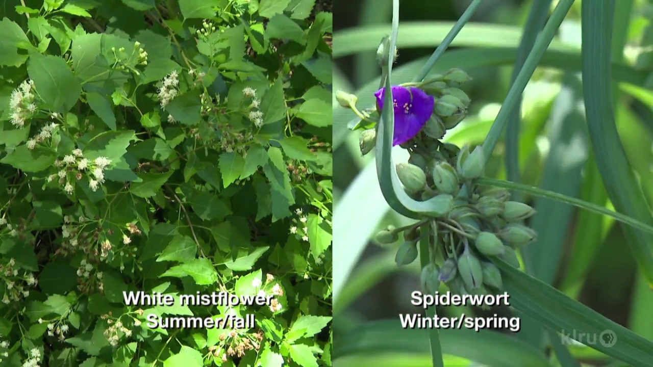 Shade Garden Plants | Trisha Shirey & Barbara Wise | Central Texas Gardener