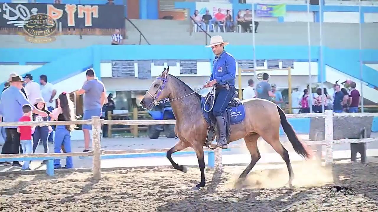 🐴 PRATINHA PONTAL - A égua baia que deu show na Bahia #abccmm #cavalo #horse #mmtv #misk