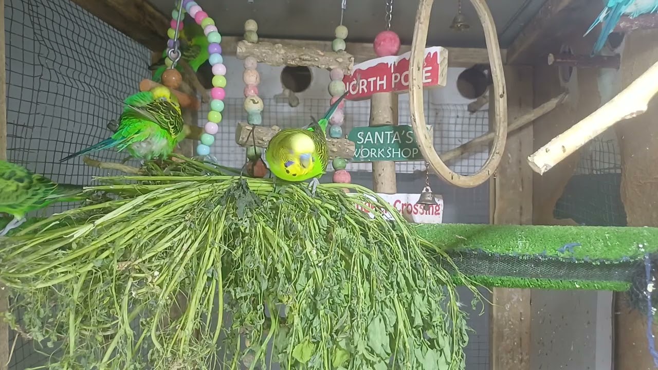 It talks in a way that leaves us speechless 😳🦜