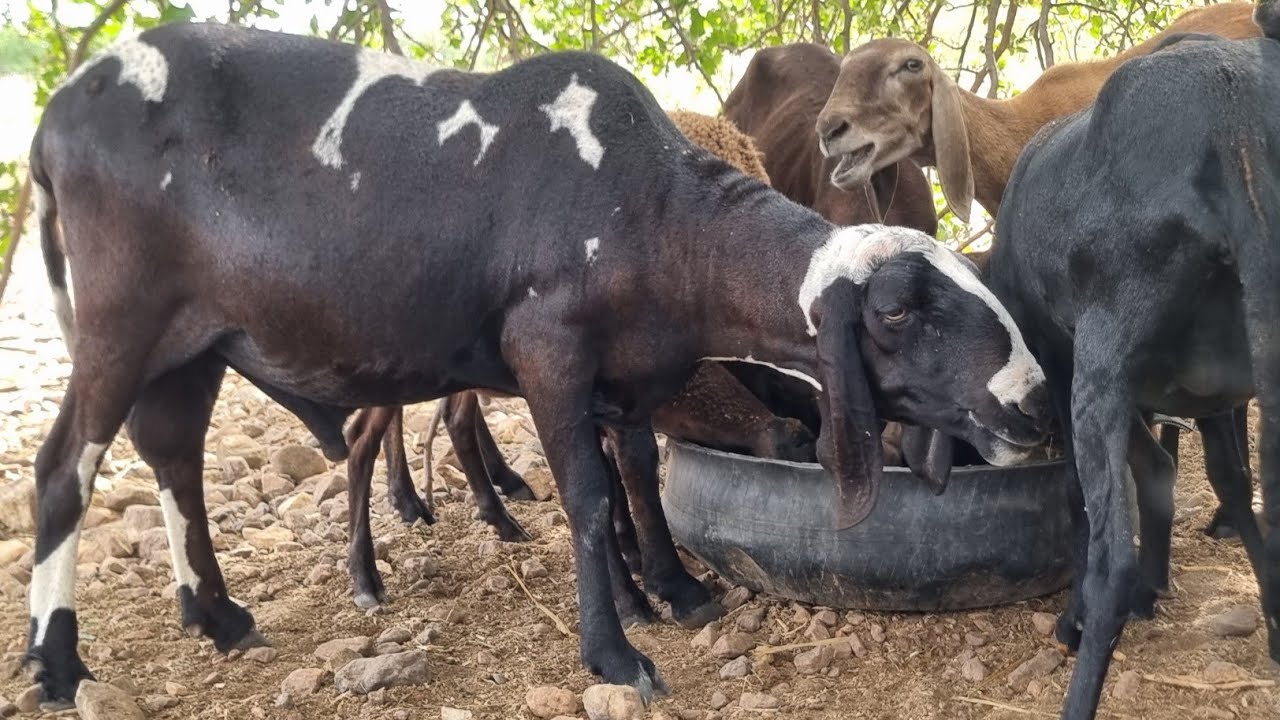 COMO GANHAR DINHEIRO CRIANDO CAPRINOS E OVINOS (87)996456741